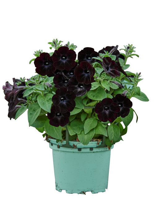 Petunia i 17 cm potte